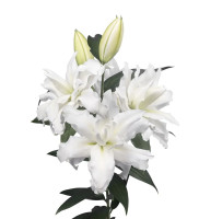 Roselily Rafaela NYHED 2026  PÅ LAGER